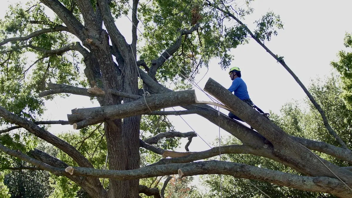 Professional Hazardous Tree Removal performed by certified arborists in Norvelt
